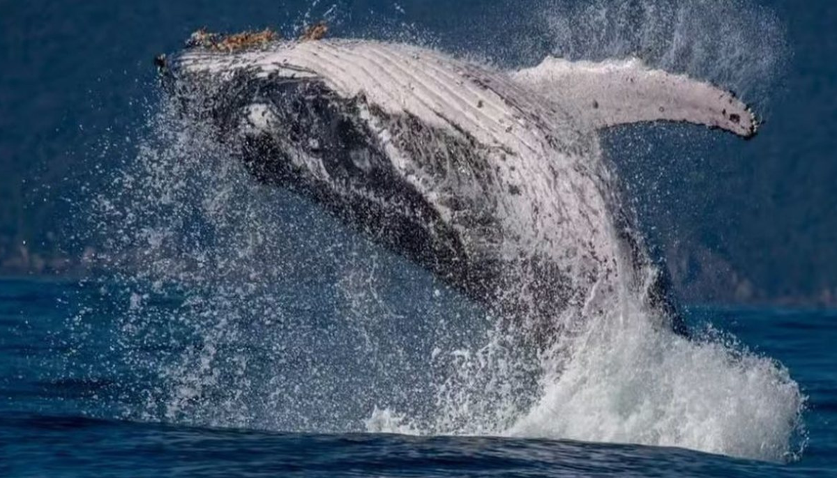 Baleia jubarte saltando majestosamente para fora da água em Ilhabela, com o corpo rugoso e branco da barriga visível contra o azul do mar e uma paisagem montanhosa ao fundo Baleia jubarte saltando majestosamente para fora da água em Ilhabela, com o corpo rugoso e branco da barriga visível contra o azul do mar e uma paisagem montanhosa ao fundo