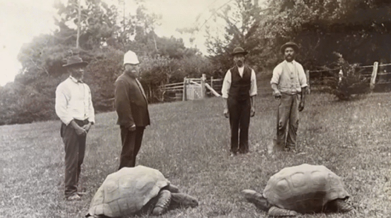 Retrato em preto e branco de quatro homens bem vestidos ao ar livre com duas tartarugas gigantes no gramado à sua frente, capturando um momento histórico e a interação com esses animais centenários em um cenário rural